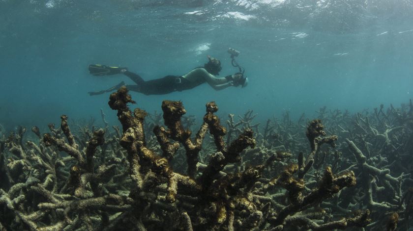 Barreira de coral da Austrália ameaçada. Foto: XL Catlin Seaview Survey/EPA