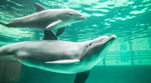 Estudo sugere que golfinhos usam corais para cuidar da pele