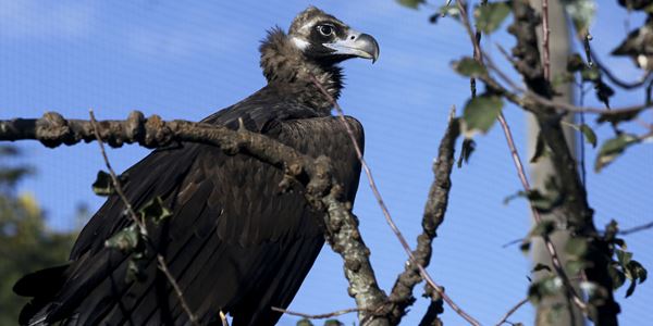 Alegados ataques de abutres deixam produtores apreensivos no Douro Internacional