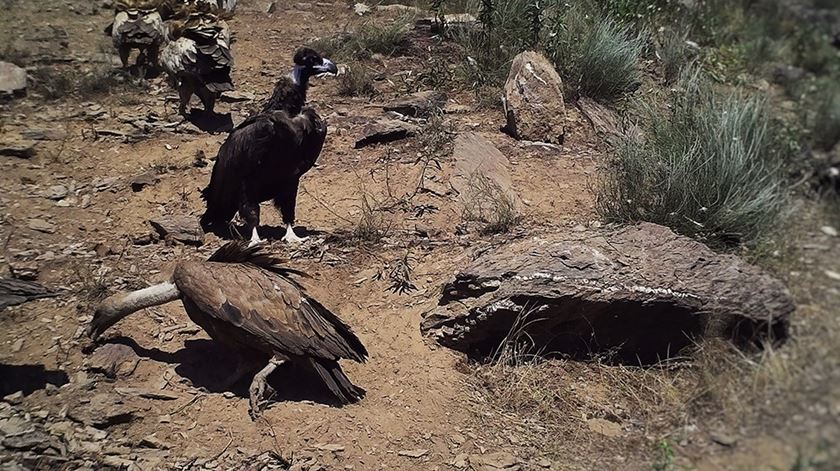 Um abutre-preto e varios grifos em alimentação, no CAAN de Alfandega da Fé. Foto: associação Palombar