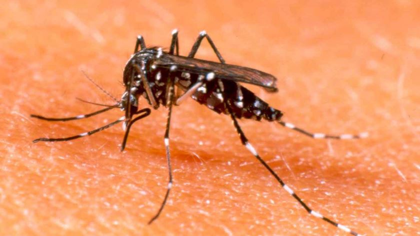 Mosquito Aedes Aegypti - Responsável pela transmissão do vírus Zika. Foto: Fabrizio Pensati