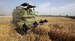 Ministra da Agricultura. Portugal quer mais que duplicar produção nacional de cereais