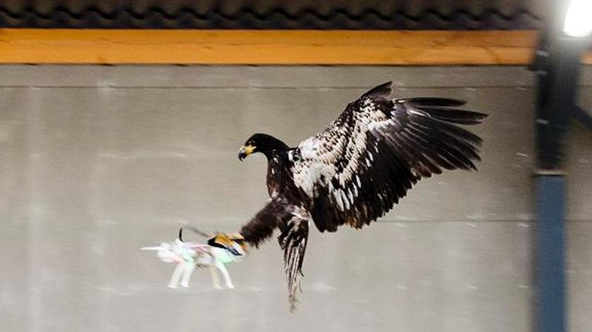 Foto: Polícia holandesa