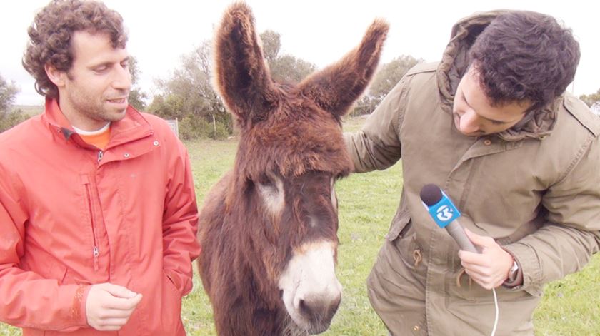 A manhã em que o Renato Duarte tentou entrevistar um burro