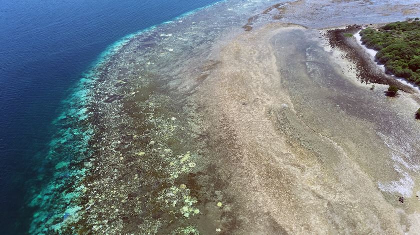 Barreira de coral na Austrália. Foto: James Kerry/EPA