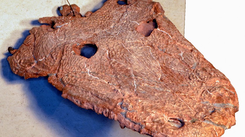  Imagem do fóssil da nova espécie de anfíbio, com 208 milhões de anos. Foto: M. Marzola/ Lusa