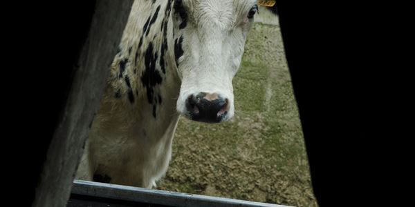 Um "cow-watching". Agricultores da ilha Terceira abrem explorações agrícolas aos turistas