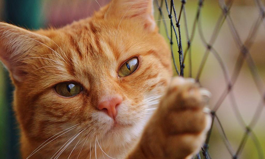 Pixel fofo gatinho laranja gato de estimação
