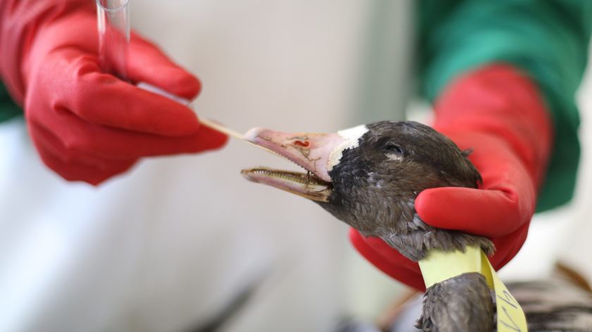 Gripe das aves preocupa criadores e autoridades na Europa. Foto: Ina Fassbender/EPA
