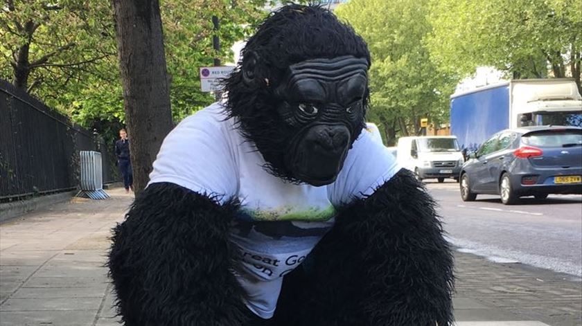 Tom Harrison participou na maratona londrina vestido de gorila, para angariar fundos para a protecção dos gorilas sob ameaça de extinção em África. Estima acabar a maratona em uma semana. Foto: Twitter Gorilla Saver