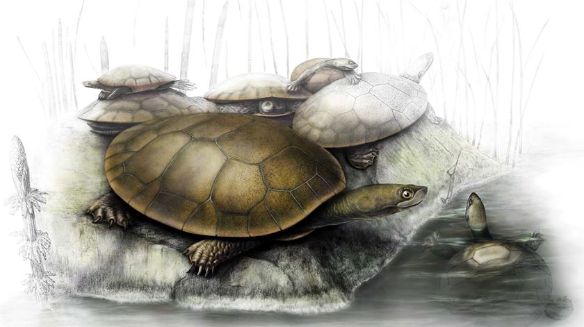 Reconstituição de tartarugas marinhas da espécie Selenemys lusitanica. Ilustração de Ivan Gromicho/SHN