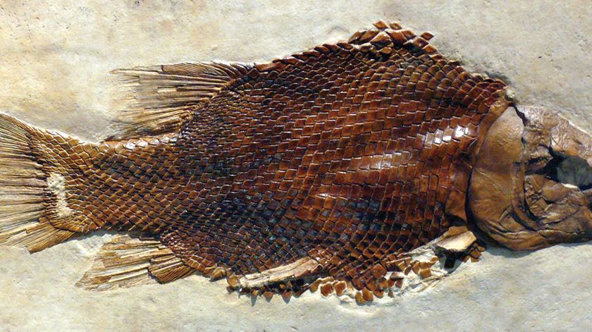 Fóssil de peixe do género Lepidotes. Foto: SHN