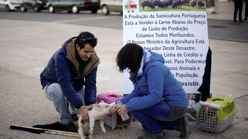 Suinicultores levaram porcos para o Terreiro do Paço. Foto: Pedro Nunes/Lusa