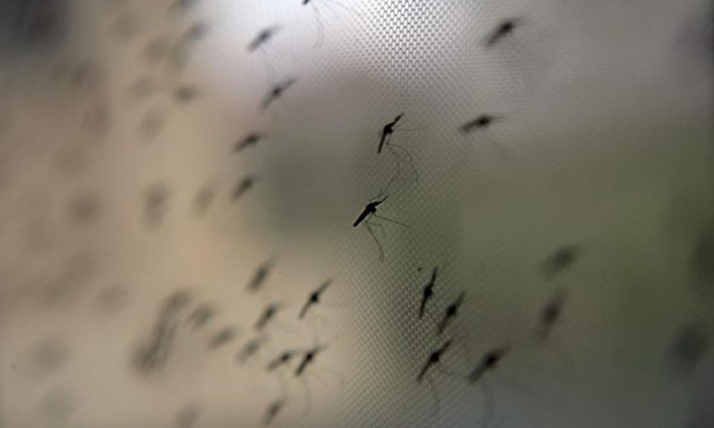 Doença é carregada por mosquitos. Foto: EPA