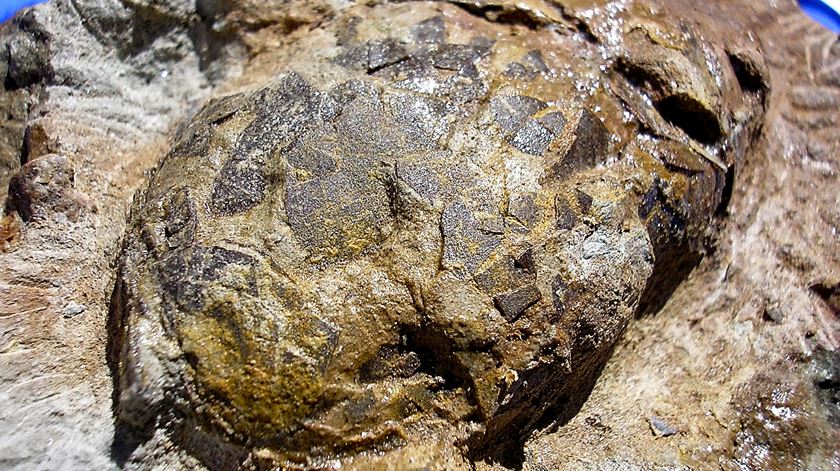 Ovos fossilizados de crocodilo encontrados na Lourinhã. Foto: Óctávio Machado/ Lusa