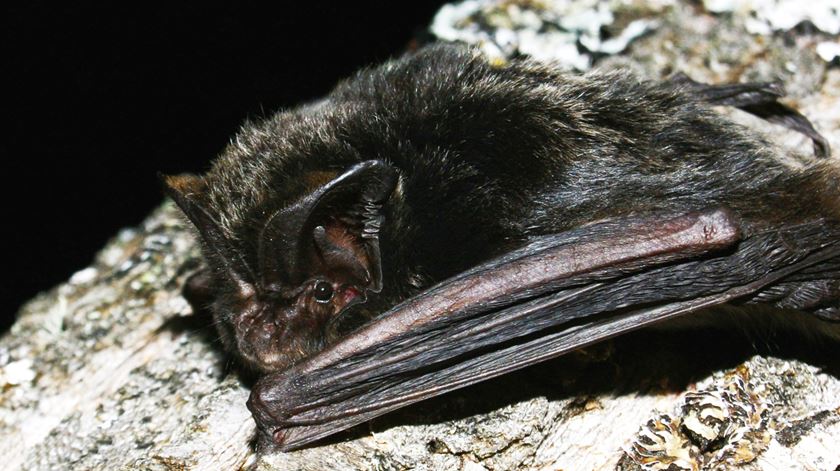 O novo coronavírus teve origem num morcego, falta saber como se transmitiu aos seres humanos. Foto: DR