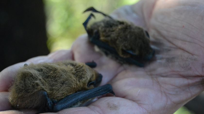 morcegos, mão. Foto: Parque Natural Regional do Vale do Tua