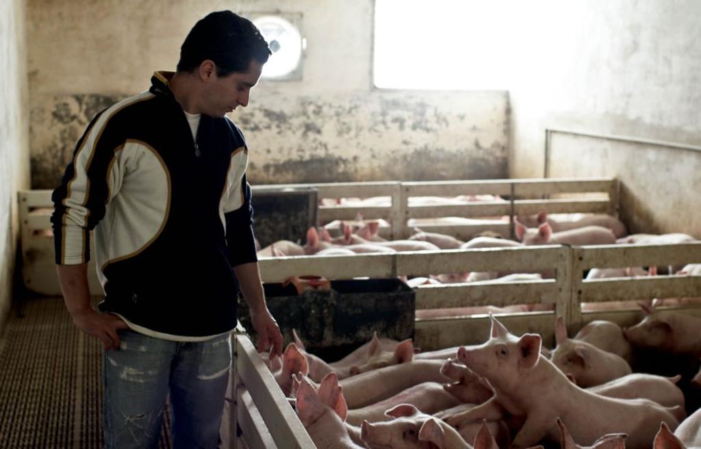 Agricultores têm até 2027 para se adaptarem às novas regras. Foto: Paulo Cunha/Lusa