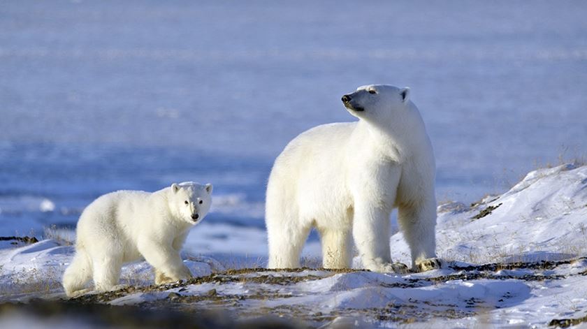 O Refúgio de Vida Selvagem do Ártico é o habitat de espécies como os ursos polares ou as renas. Foto: DR