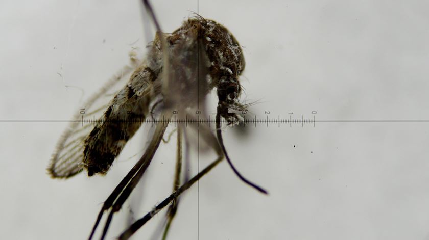 Vírus Zika é transmitido pela picada de um mosquito existe na América. Foto: Leonardo Munoz/ EPA